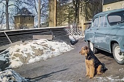 Schon vor über 50 Jahren lebte unsere Familie mit Vierbeinern - hier der Airedale Terrier Bert und im Hintergrund natürlich der Alte Glockenturm