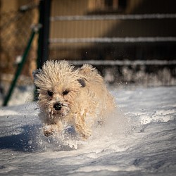 Henja hat Spass im frischen Pulverschnee