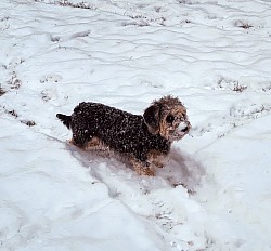 Dandie Dinmont Terrier of Belltower