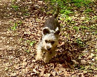 Wasser Dandie Dinmont Terrier of Belltower