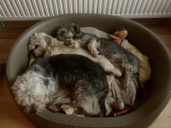 Dandie Dinmont Terrier