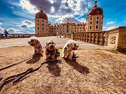 Dandie Dinmont Terrier Schloss Moritzburg of Belltower