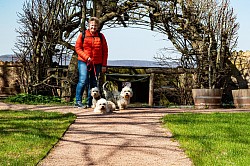 Thüringen Dandie Dinmont Terrier