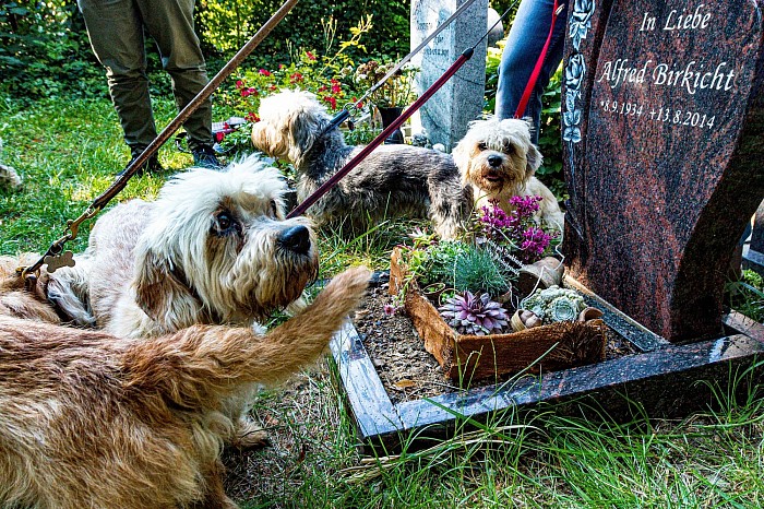 Birkicht Parkwald Dandie Dinmont Terrier