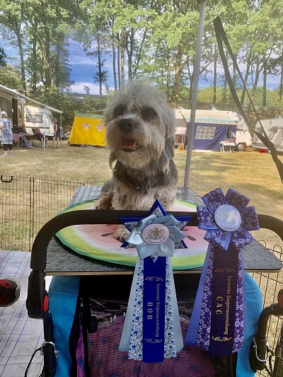 OG Saxonia Weidensdorf Dandie Dinmont Terrier