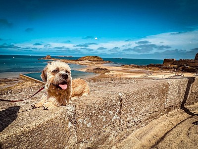 Dandie Dinmont Terrier of Belltower Klimasch St Malo Bretagne