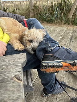 Dandie Dinmont Terrier Ayrton Senna of Belltower mit 14 Wochen geschafft auf Rügen