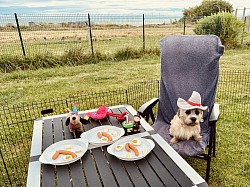 Geburtstag Bretagne Atlantik Dandie Dinmont Terrier of Belltower Klimasch