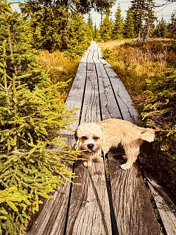 Dandie Dinmont Terrier Lugau Riesengebirge of Belltower Klimasch