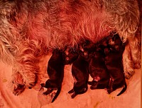 Unser B-Wurf unter Rotlicht. Of Belltower