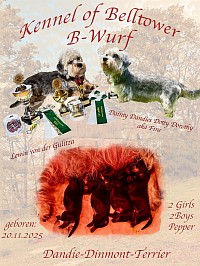 Unser B-Wurf, geboren am 20.11.2025 Dandie Dinmont Terrier