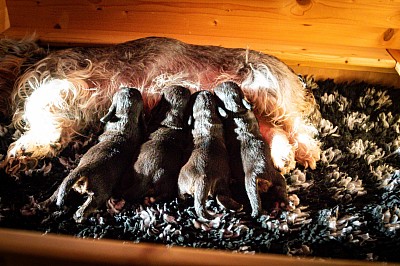 Fine mit ihren Welpen