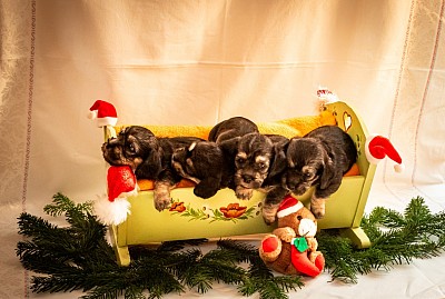 Unser B-Wurf in Weihnachtsumgebung