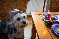 Fine feiert 4. Geburtstag