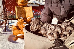 Alle 4 Welpen im Wagen