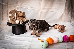 Hündin Gelb beim Shoooting