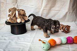 Rüde grün beim Shooting