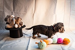 Hündin Rot beim Shooting