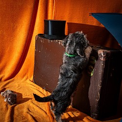 Bailey Bastiaan schaut ob alles im Koffer ist