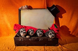 Der B-Wurf hat zum Teil schon den Koffer gepackt