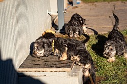 Klettern , rennen und raufen